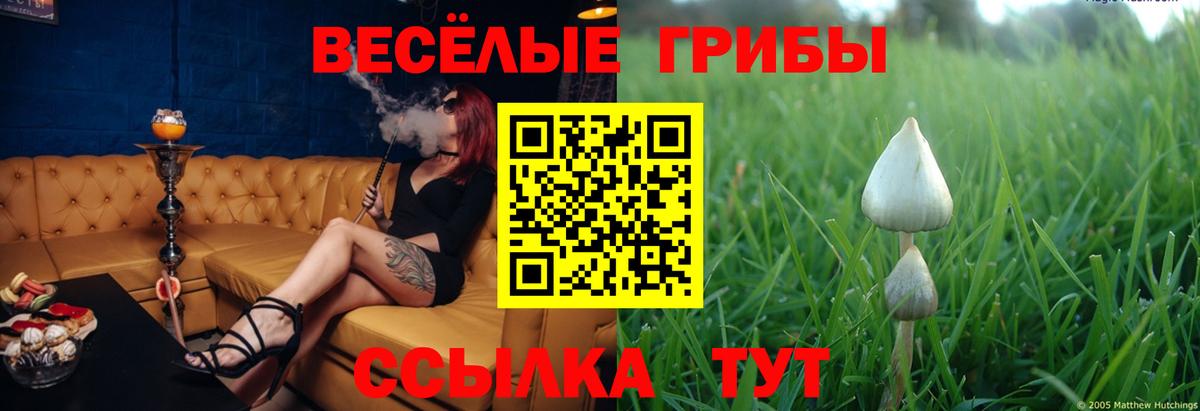 Галлюциногенные грибы Psilocybe Барнаул